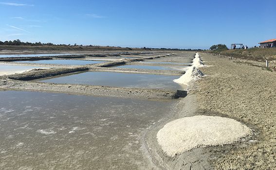 marais salant du Douhet, île d'Oléron